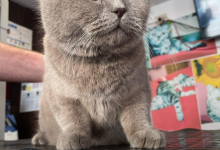 Medic Bun Targu Frumos Clinica Veterinara Targu Frumos - DondorVet