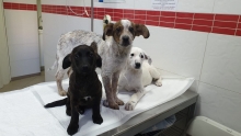 Medic Bun Bucuresti-Sector 6 Dream Vet - Cabinet Veterinar Ghencea