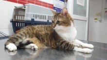 Medic Bun Bucuresti-Sector 6 Dream Vet - Cabinet Veterinar Ghencea