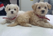 Medic Bun Bucuresti-Sector 6 Dream Vet - Cabinet Veterinar Ghencea