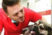 Medic Bun Bucuresti-Sector 6 Dream Vet - Cabinet Veterinar Ghencea
