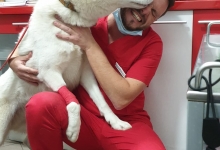 Medic Bun Bucuresti-Sector 6 Dream Vet - Cabinet Veterinar Ghencea