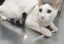 Medic Bun Bucuresti-Sector 6 Dream Vet - Cabinet Veterinar Ghencea