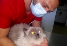 Medic Bun Bucuresti-Sector 6 Dream Vet - Cabinet Veterinar Ghencea
