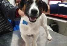 Medic Bun Bucuresti-Sector 6 Dream Vet - Cabinet Veterinar Ghencea