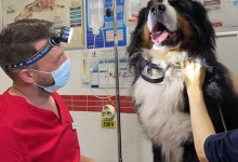 Medic Bun Bucuresti-Sector 6 Dream Vet - Cabinet Veterinar Ghencea