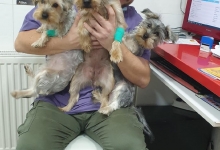 Medic Bun Bucuresti-Sector 6 Dream Vet - Cabinet Veterinar Ghencea