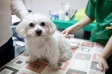 Medic Bun Deva SPITAL VETERINAR ANDIVET