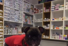 Medic Bun Deva SPITAL VETERINAR ANDIVET