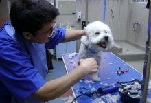 Medic Bun Deva SPITAL VETERINAR ANDIVET