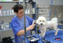 Medic Bun Deva SPITAL VETERINAR ANDIVET