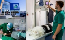 Medic Bun Deva SPITAL VETERINAR ANDIVET