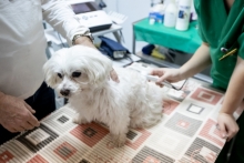 Medic Bun Deva SPITAL VETERINAR ANDIVET