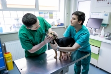 Medic Bun Deva SPITAL VETERINAR ANDIVET