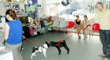 Medic Bun Deva SPITAL VETERINAR ANDIVET